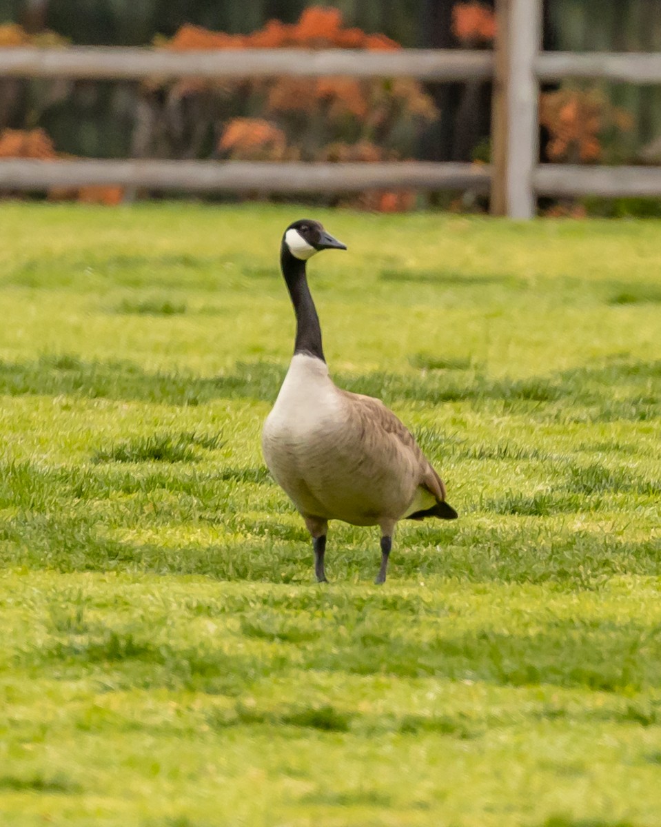 Canada Goose - ML210950601