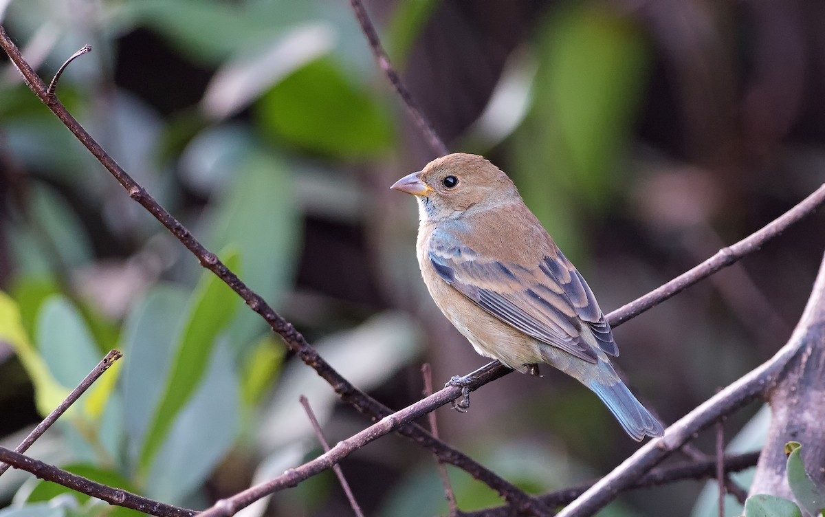 Indigo Bunting - ML210951171
