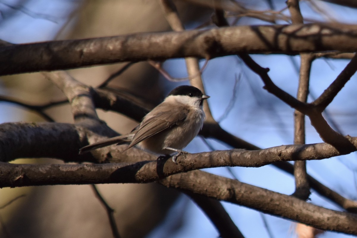 Marsh Tit - ML210951751