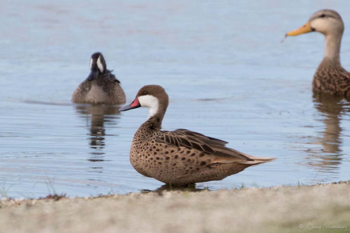 White-cheeked Pintail (White-cheeked) - ML210952531