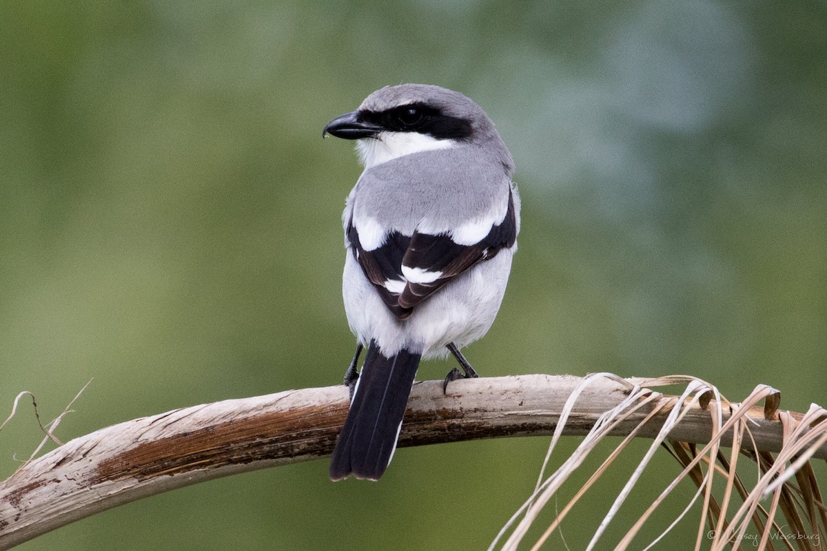 Loggerhead Shrike - ML210952741