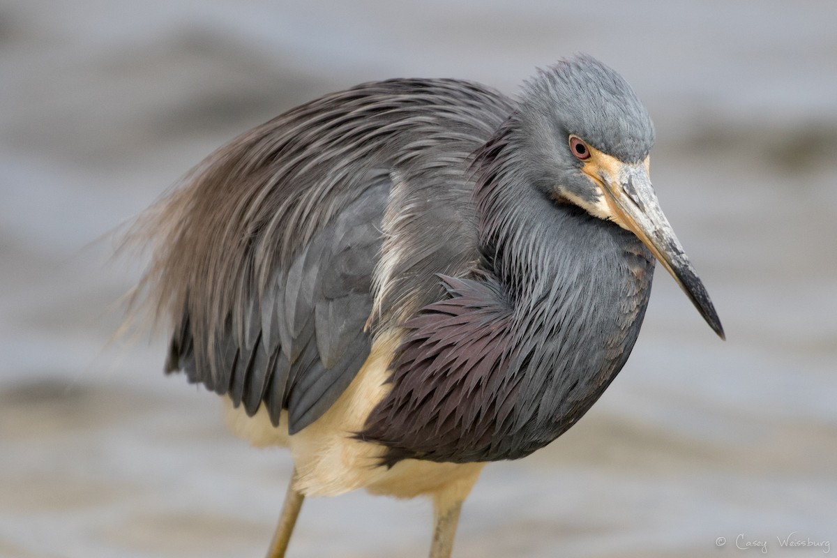 Tricolored Heron - ML210952971
