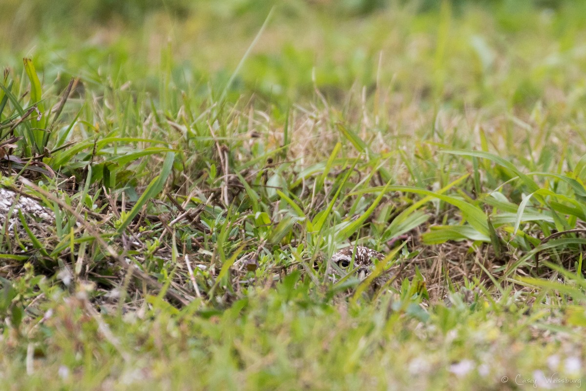 Burrowing Owl (Florida) - ML210953291