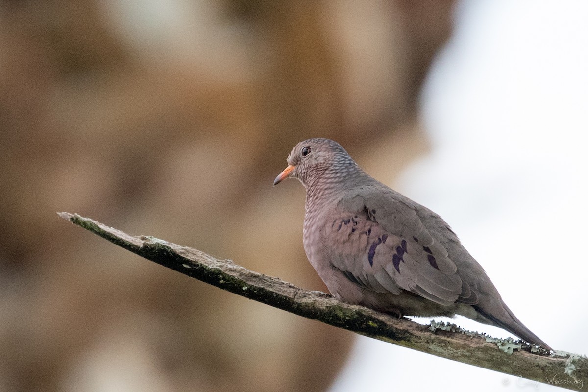 Common Ground Dove - ML210953441