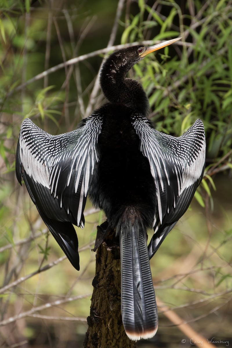 Anhinga - ML210953641