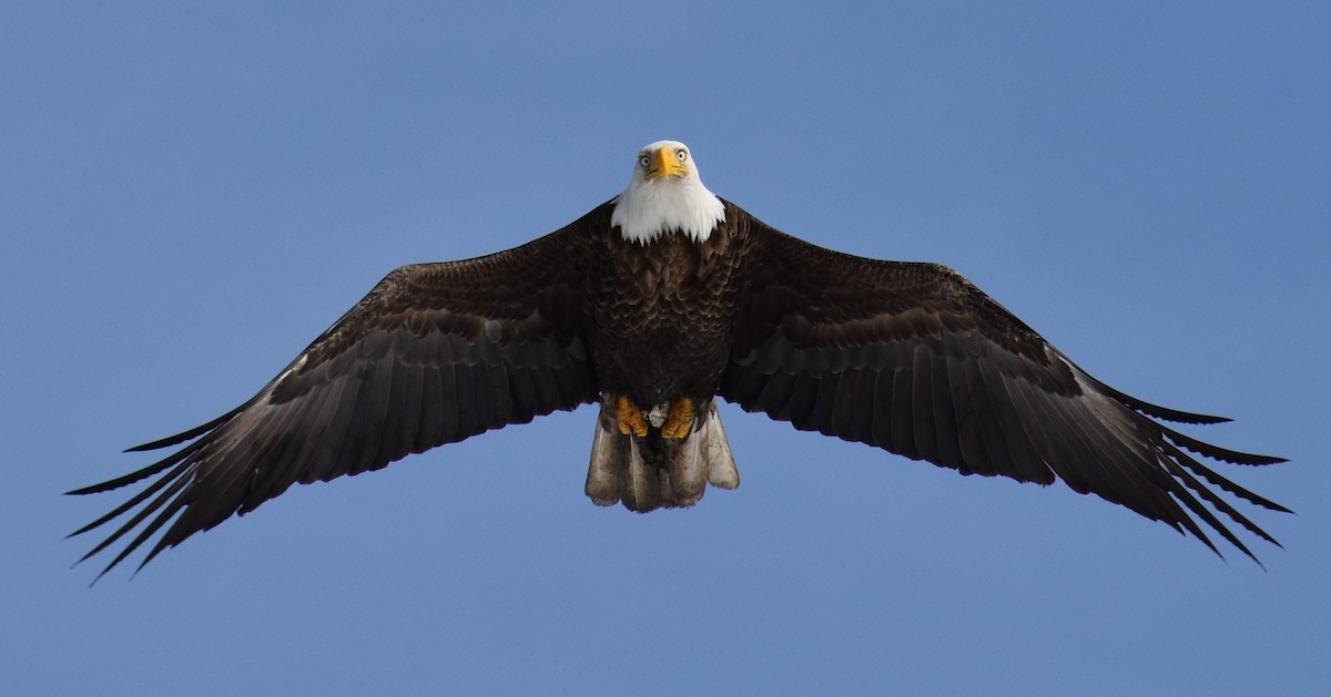 Bald Eagle - Joe Cleaves