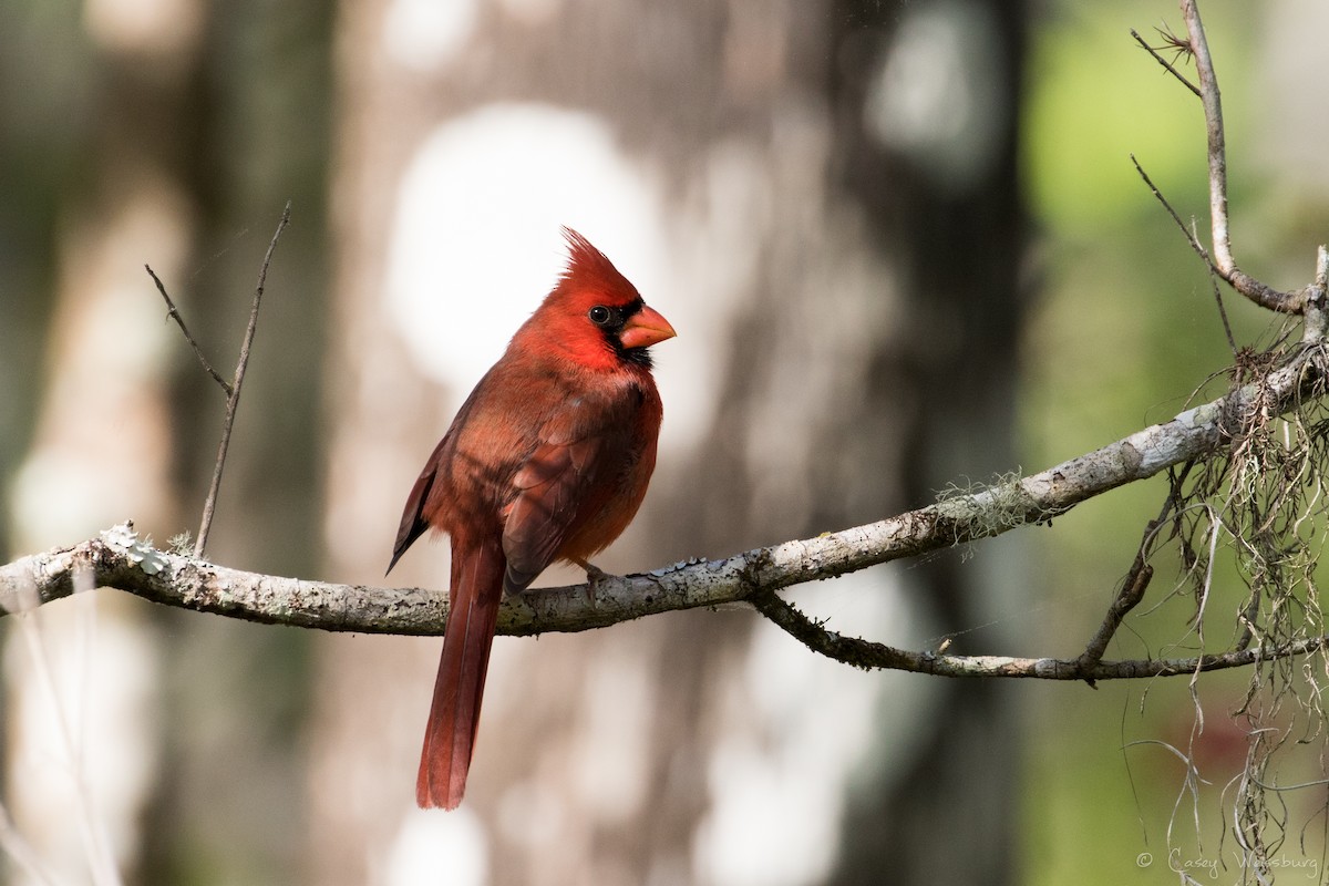 Northern Cardinal - ML210954521