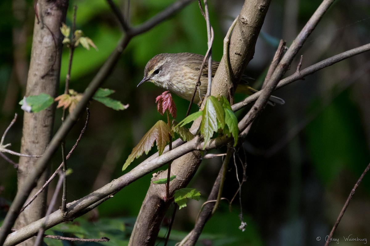 Palm Warbler - ML210954551