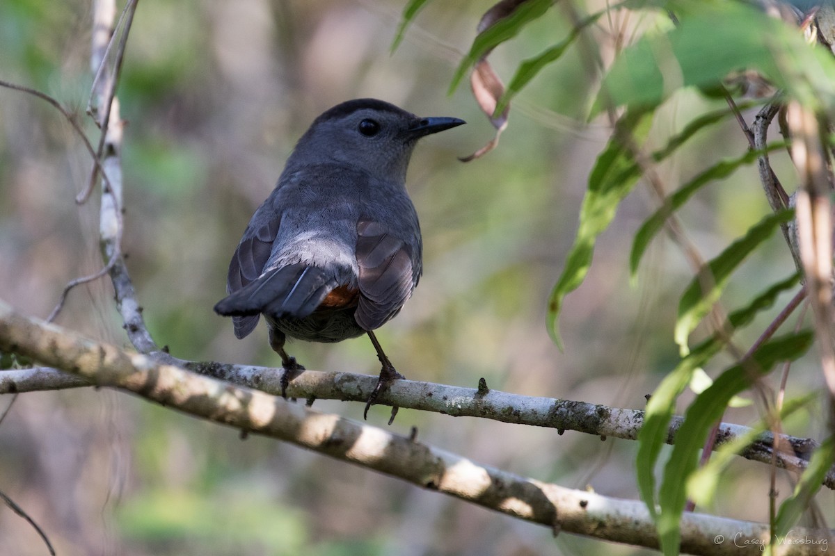 Gray Catbird - ML210954771
