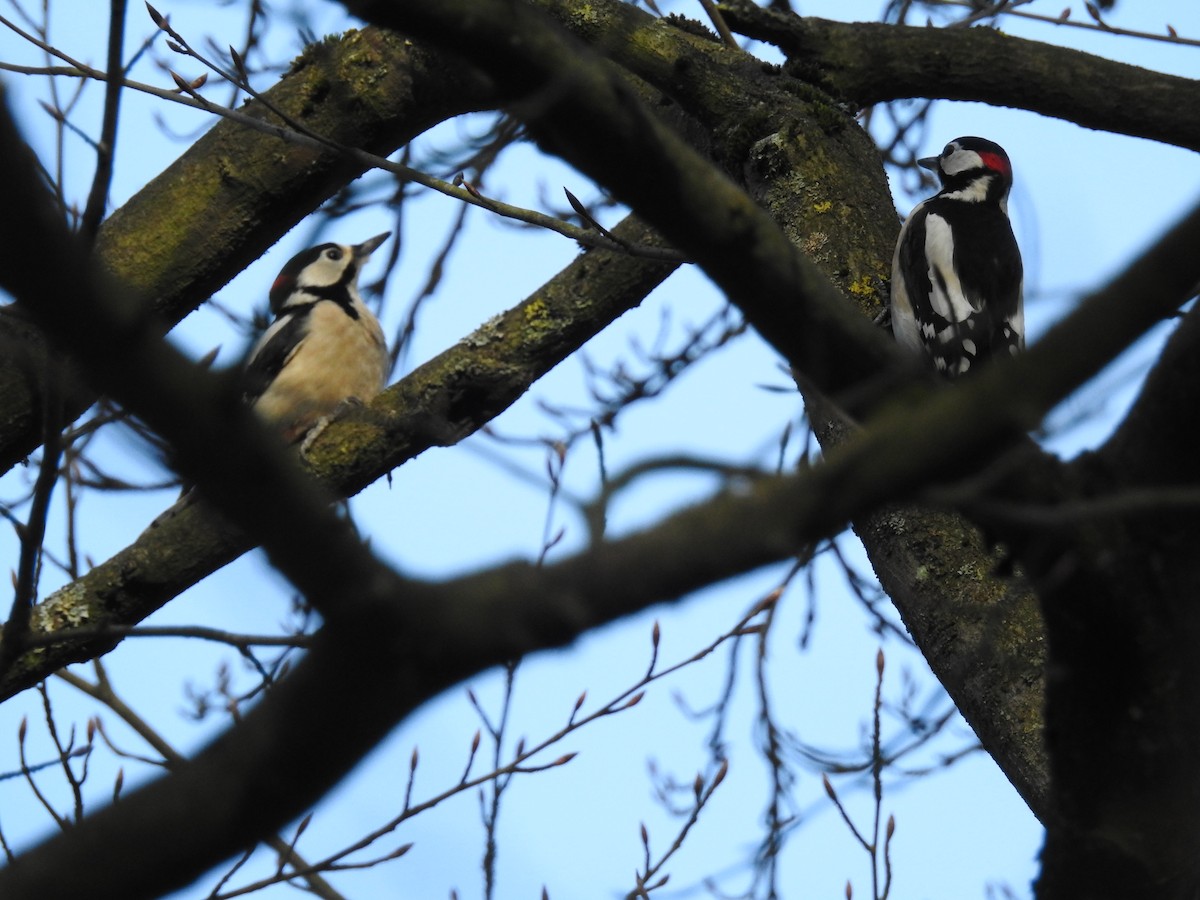 Great Spotted Woodpecker - ML210954861