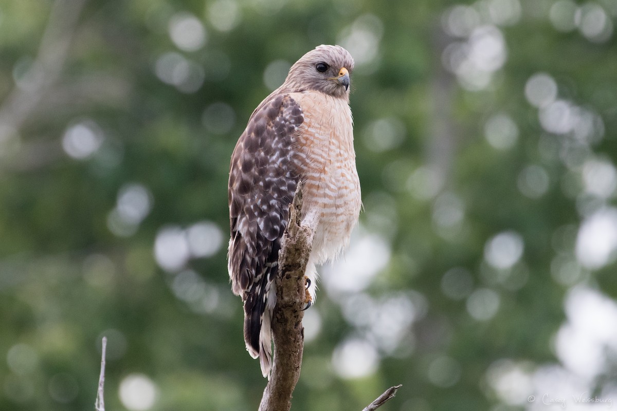 Red-shouldered Hawk (extimus) - ML210954911