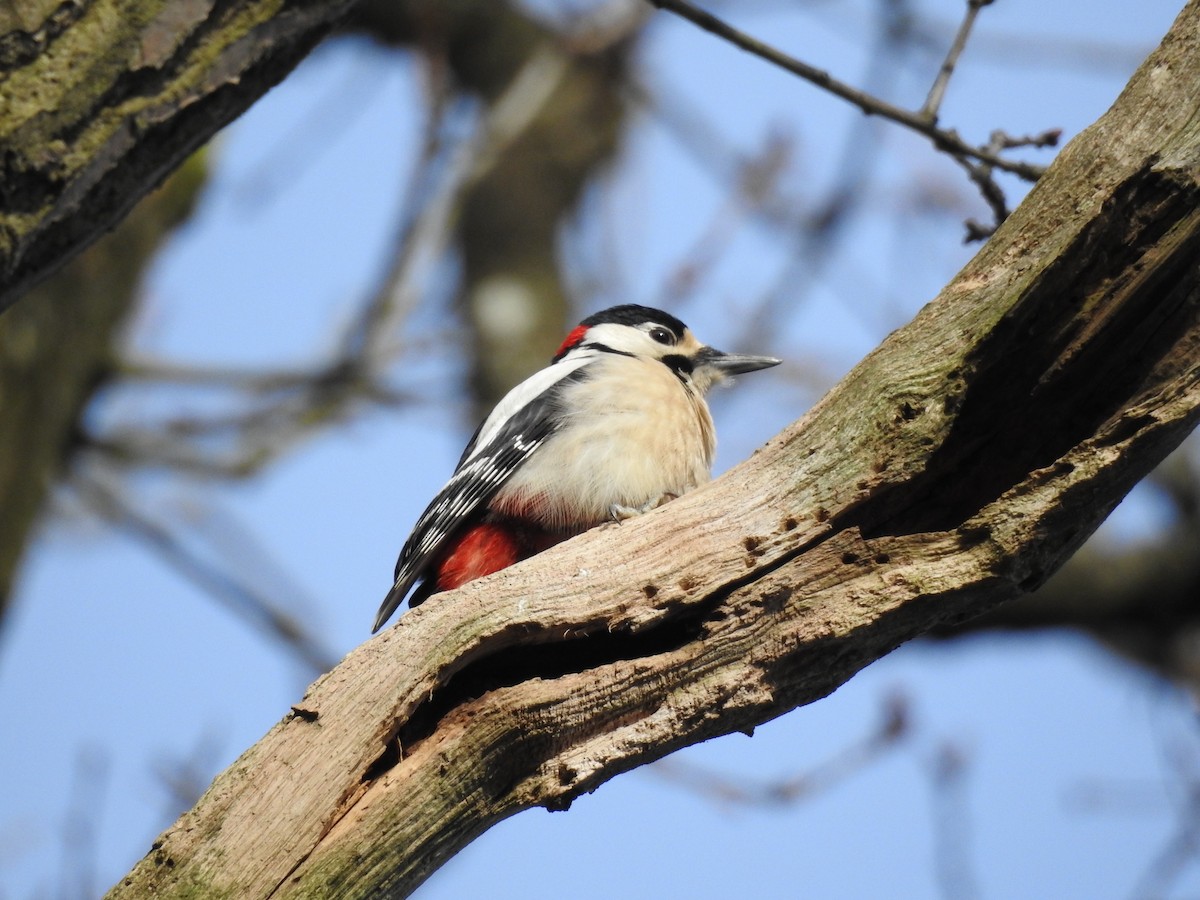 Great Spotted Woodpecker - ML210954981