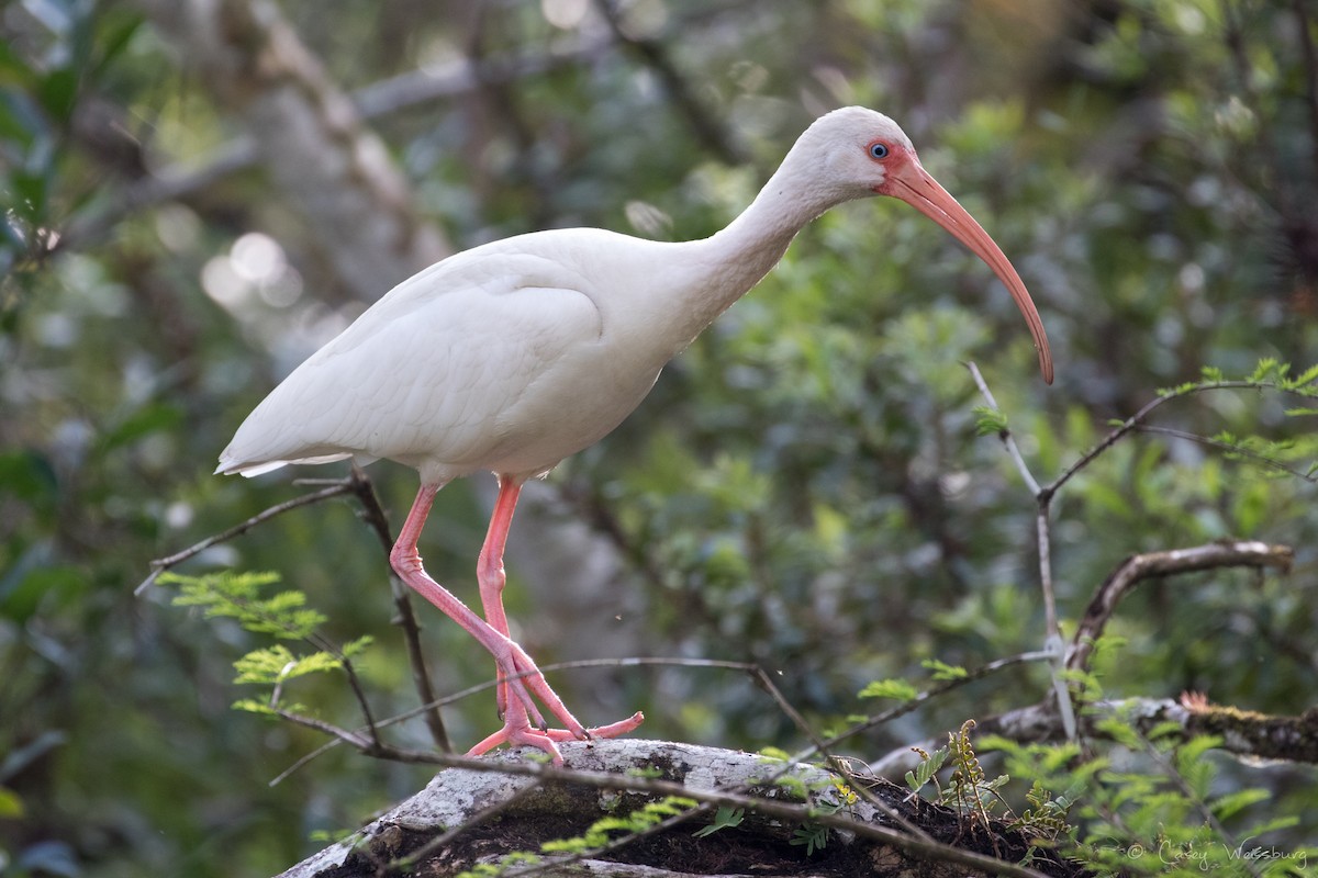 White Ibis - ML210955141