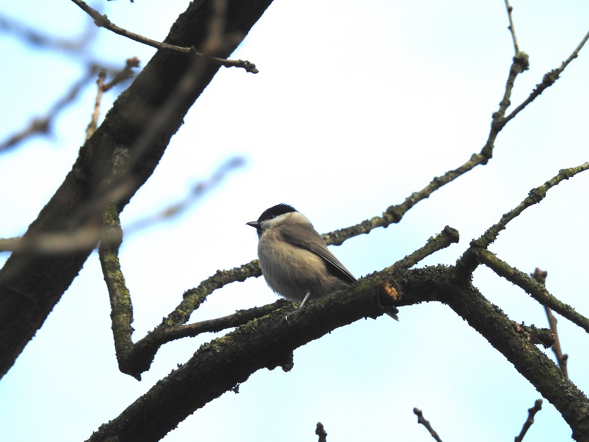 Marsh Tit - ML210955291