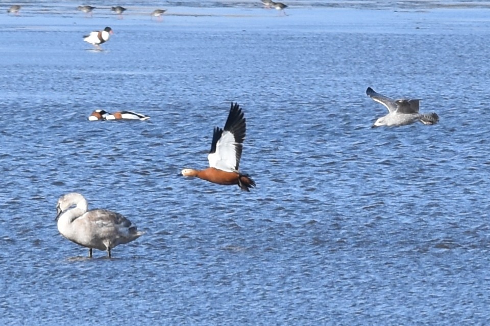 Ruddy Shelduck - ML210958261