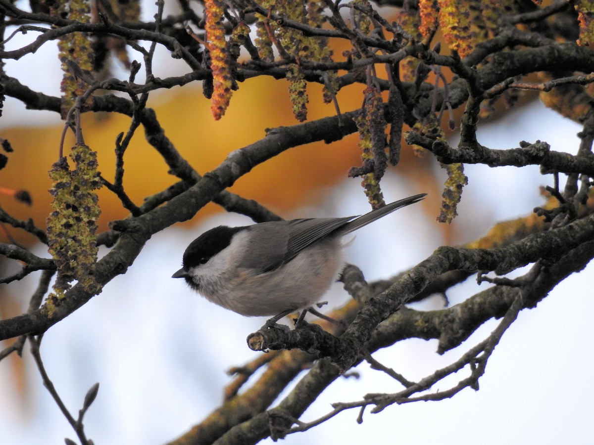 Хар толгойт хөх бух - ML210959161