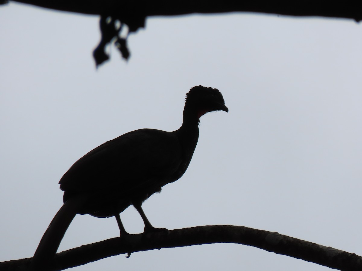 Crested Guan - Suzi Holt