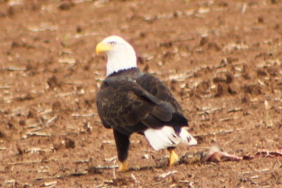 Bald Eagle - Alberto Manterola