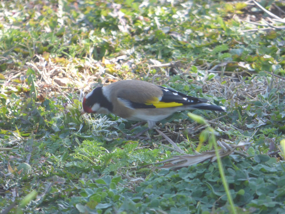 European Goldfinch - ML210960611