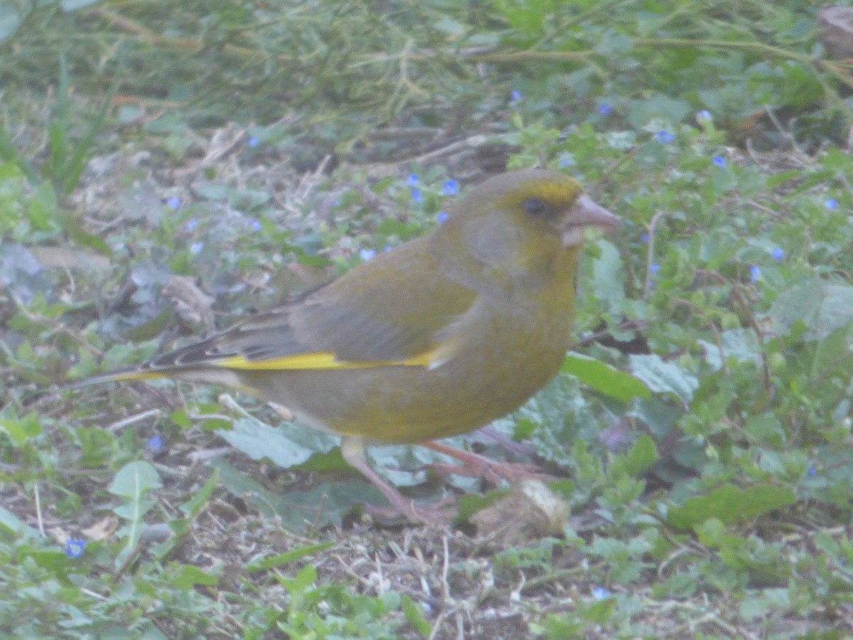 European Greenfinch - ML210960731