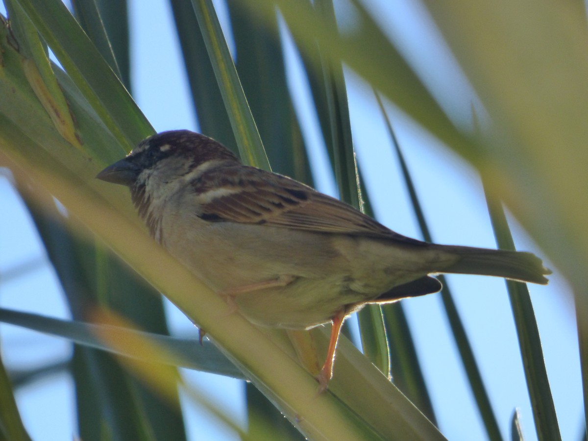 House Sparrow - ML210961711