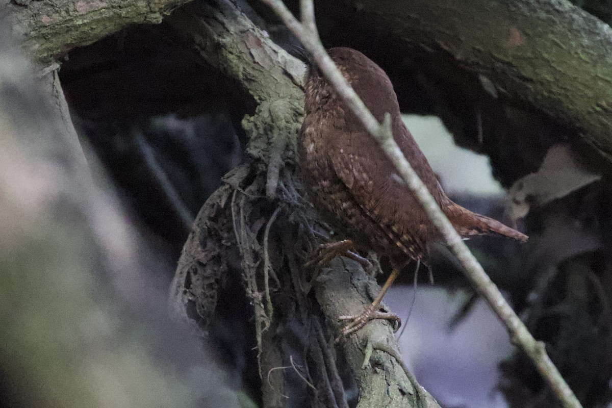 Pacific Wren - ML210965231