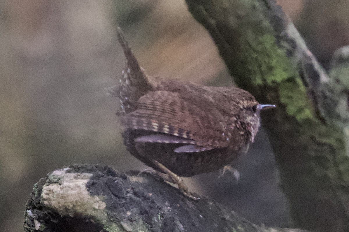 Pacific Wren - ML210965361