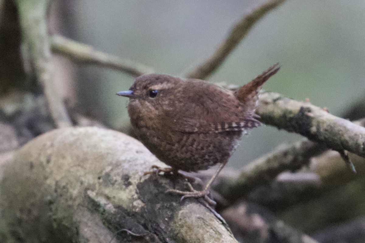 Pacific Wren - ML210965551