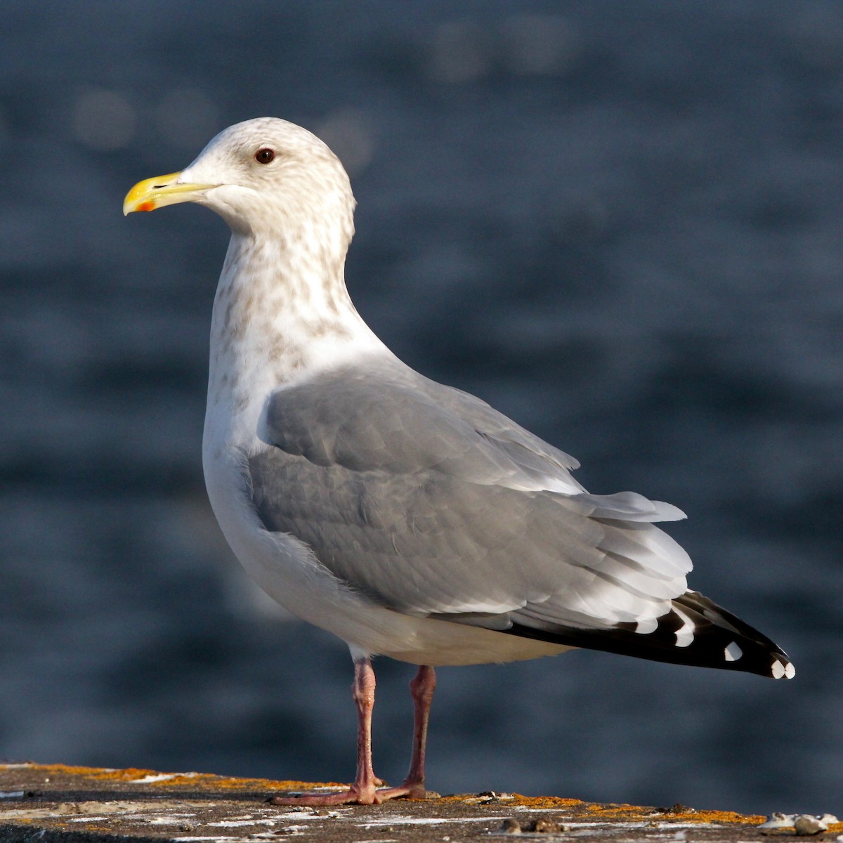 Iceland Gull (Thayer's) - Peder Svingen