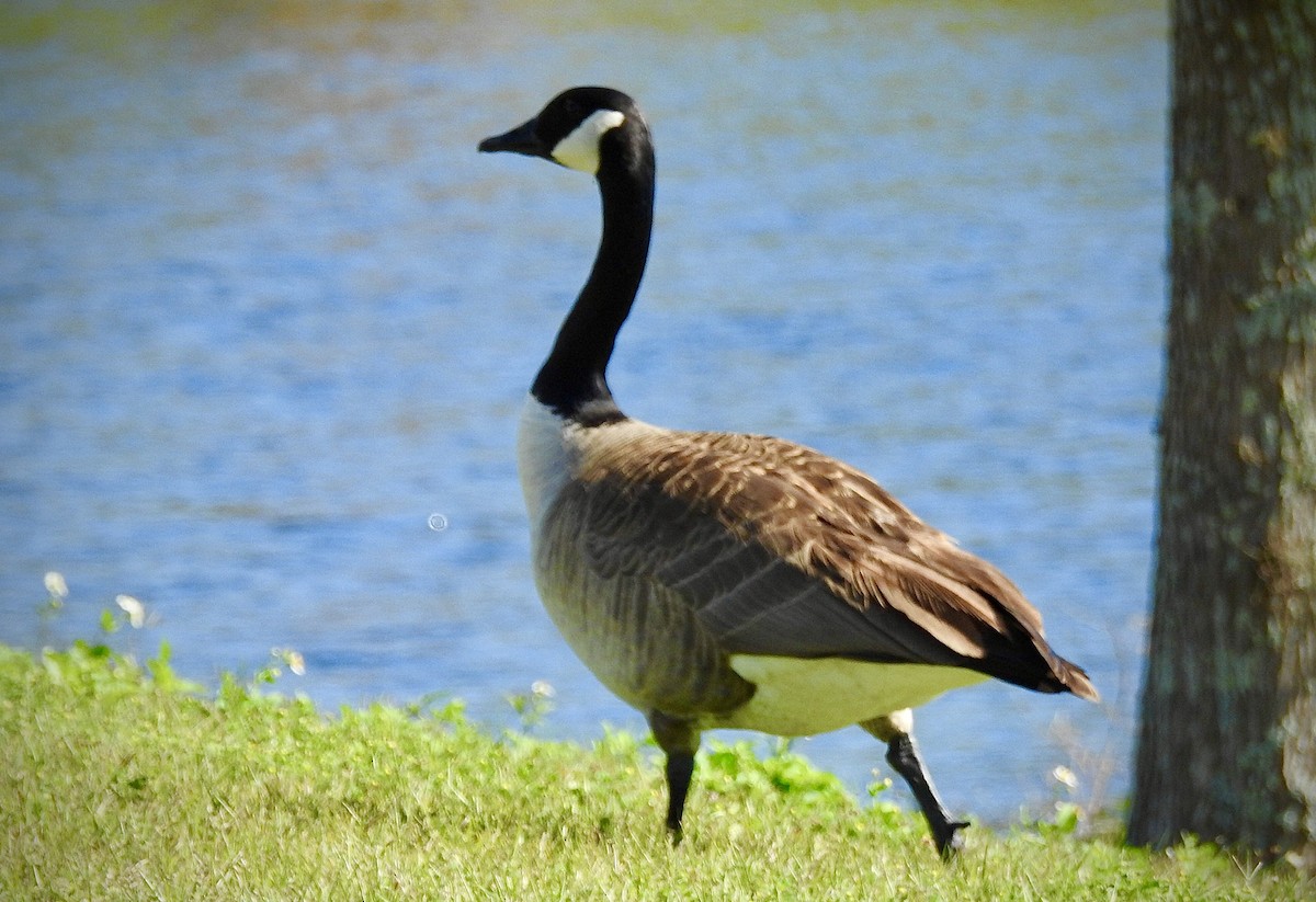 Canada Goose - ML210966621