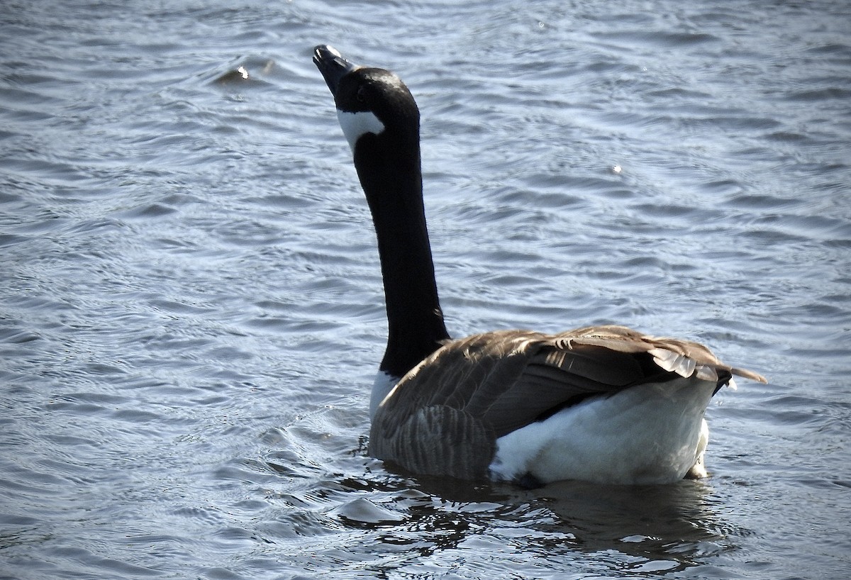 Canada Goose - ML210966731