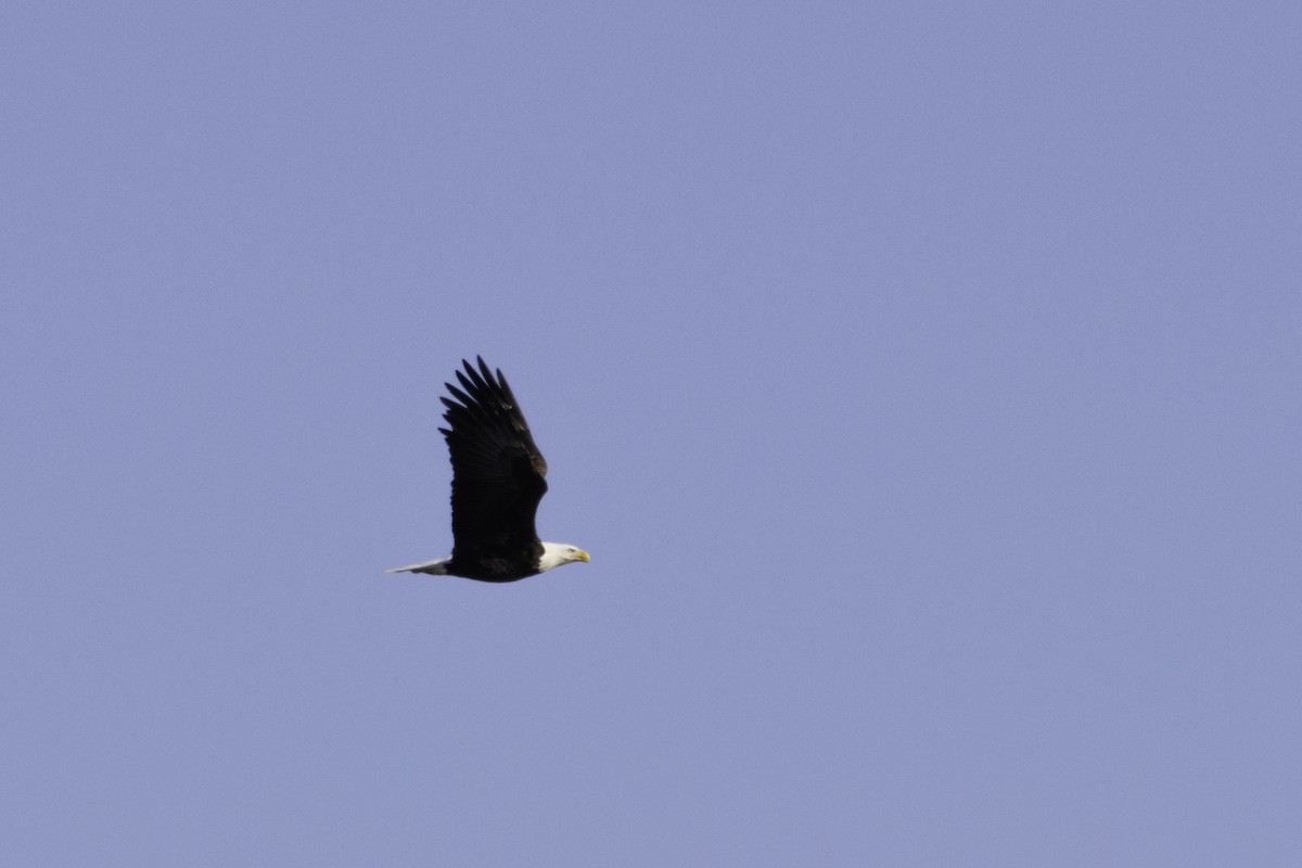 Bald Eagle - Colin Sumrall