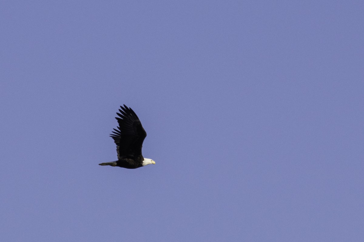 Bald Eagle - ML210967811