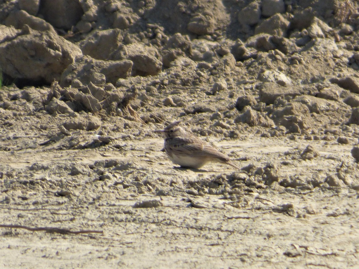 Crested Lark - Mike Tuer