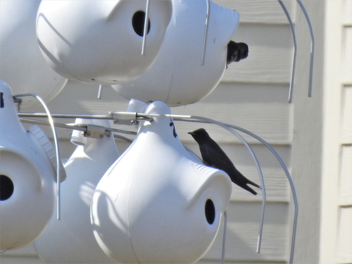 Purple Martin - Pamela Goolsby