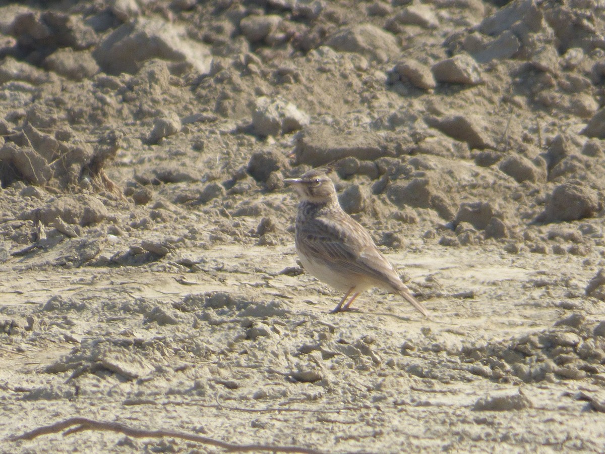 Crested Lark - ML210968011