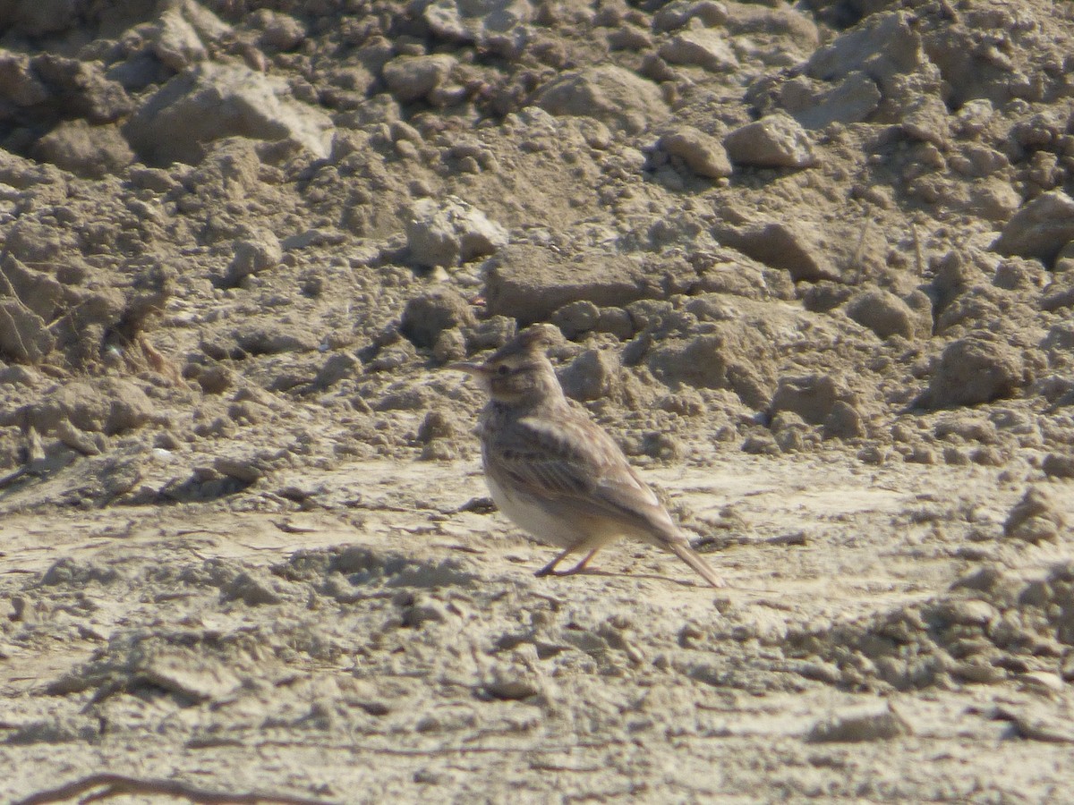 Crested Lark - ML210968031