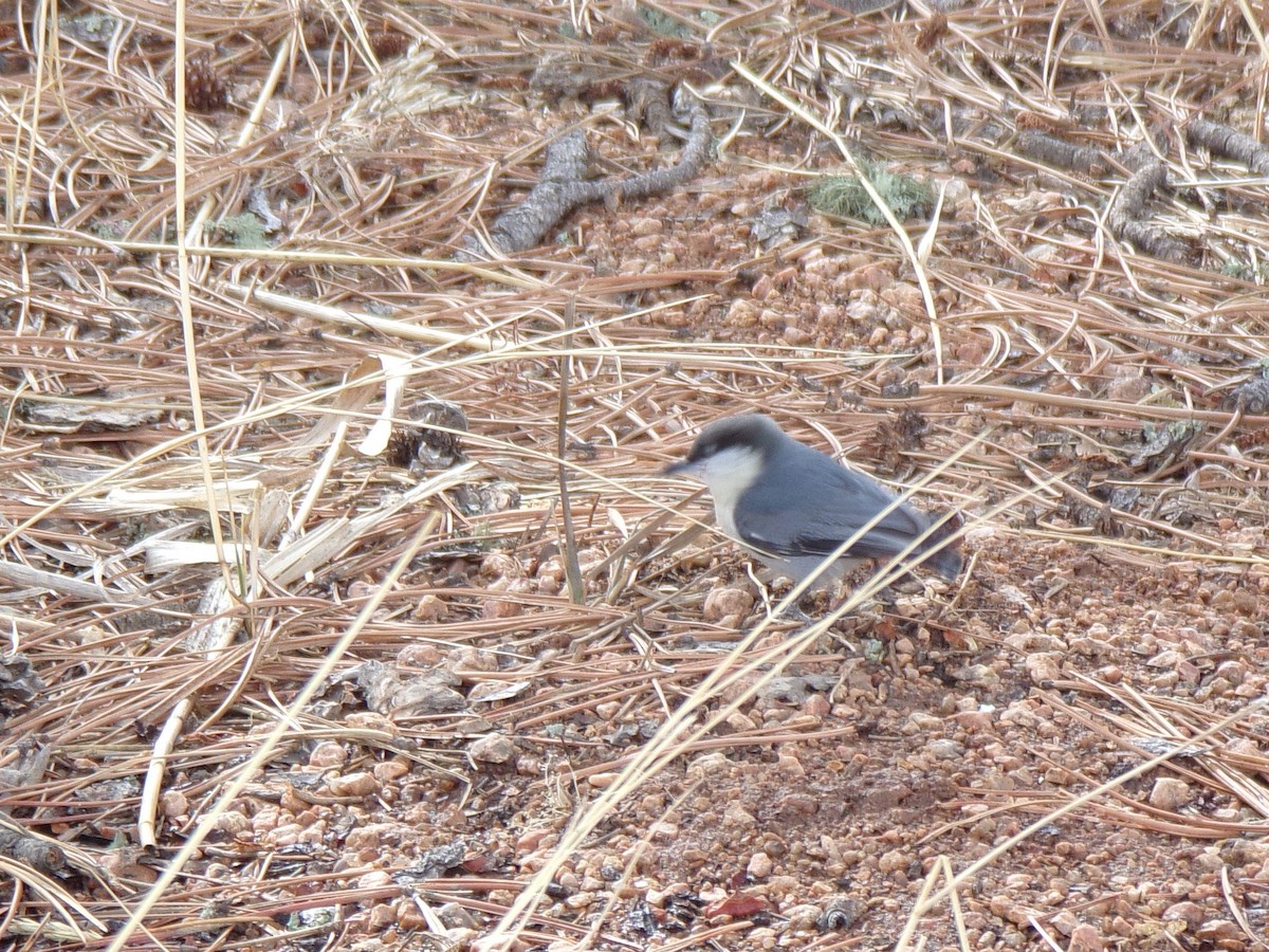 Pygmy Nuthatch - ML210968461
