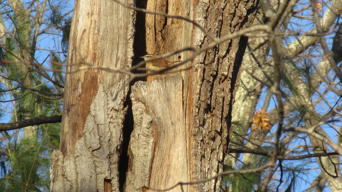 Carolina Wren - ML210969111