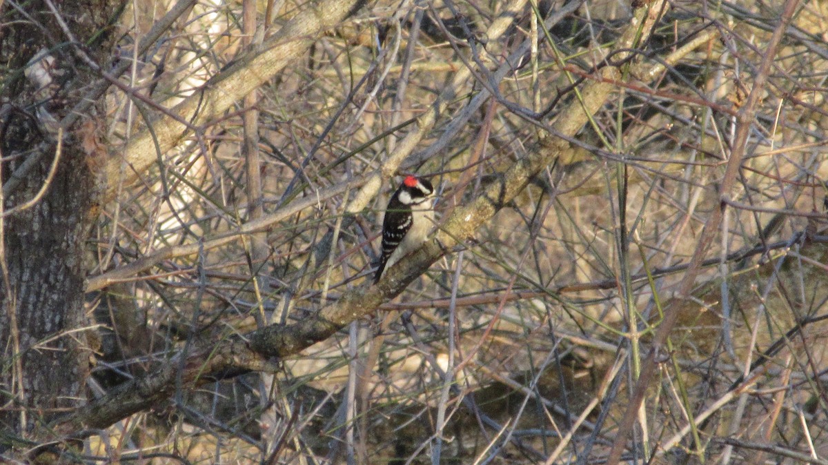 Downy Woodpecker - ML210969501