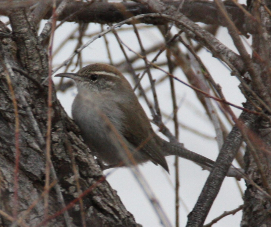 Bewick's Wren - ML210970691