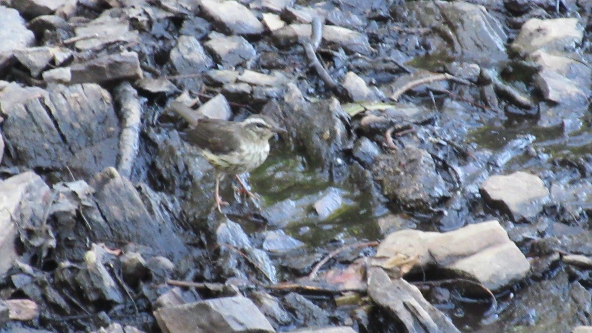 Louisiana Waterthrush - ML210970901