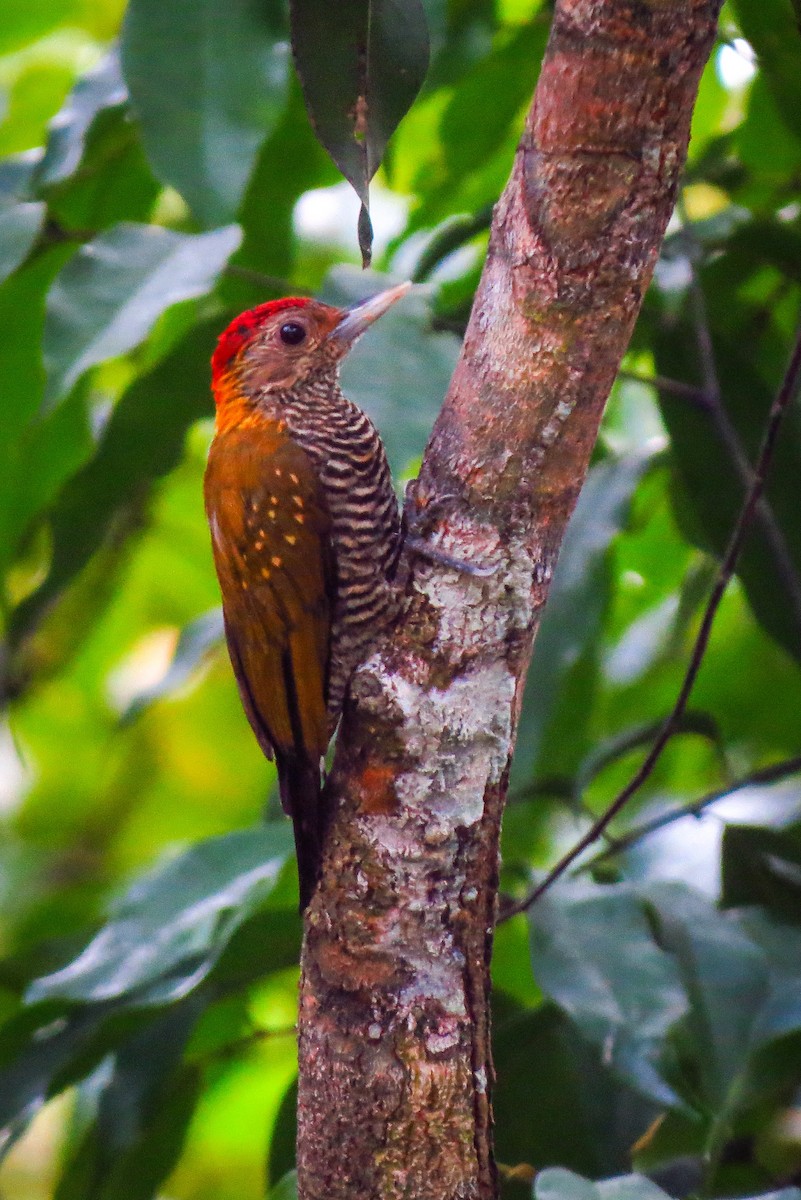 Golden-collared Woodpecker - ML210971191