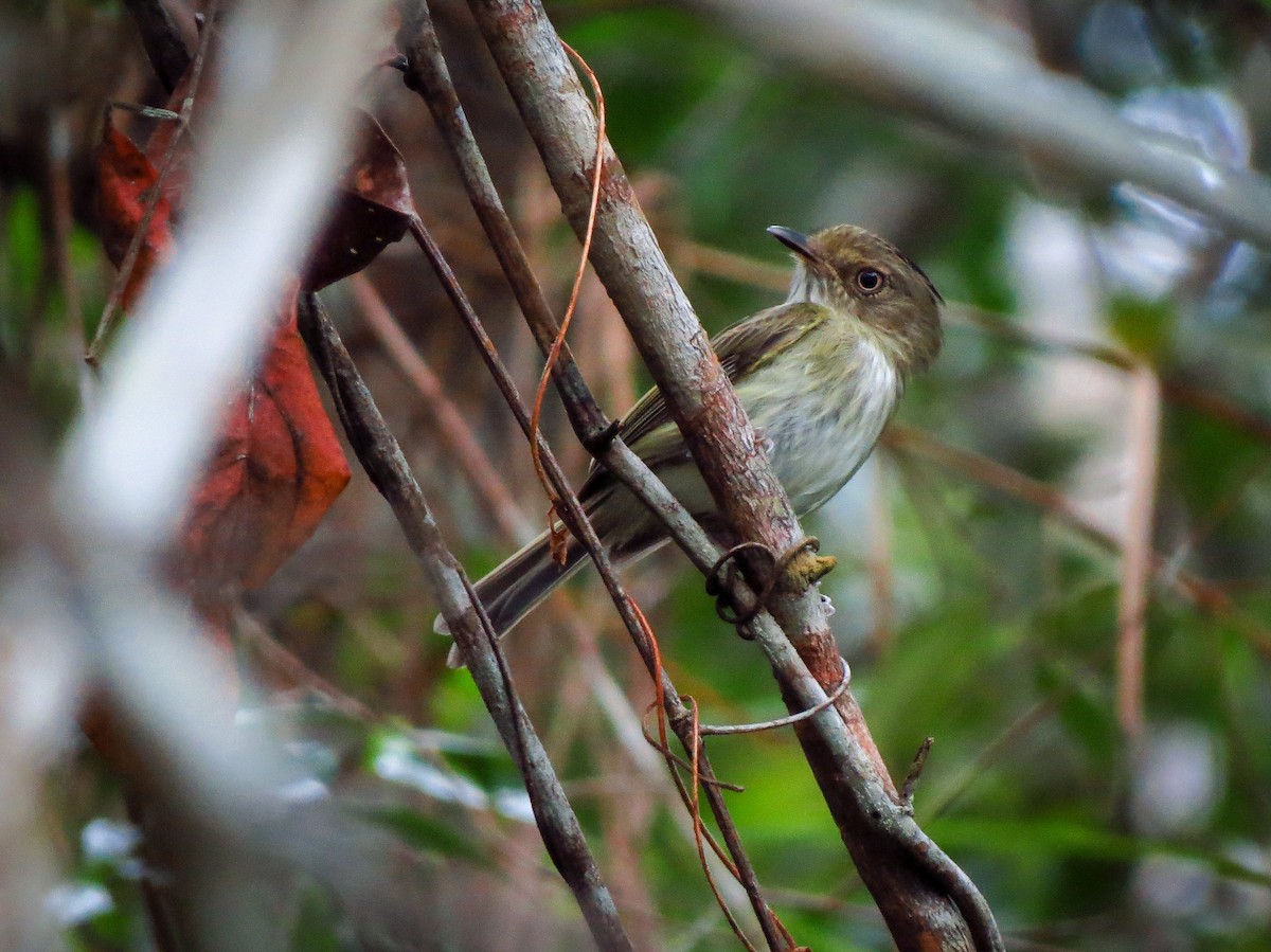 Helmeted Pygmy-Tyrant - ML210971291