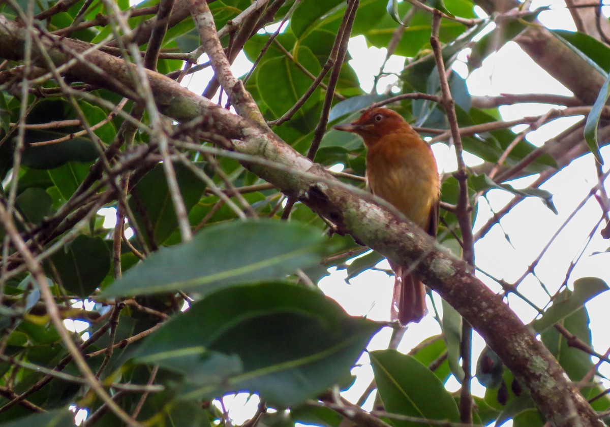 Bright-rumped Attila - ML210971511