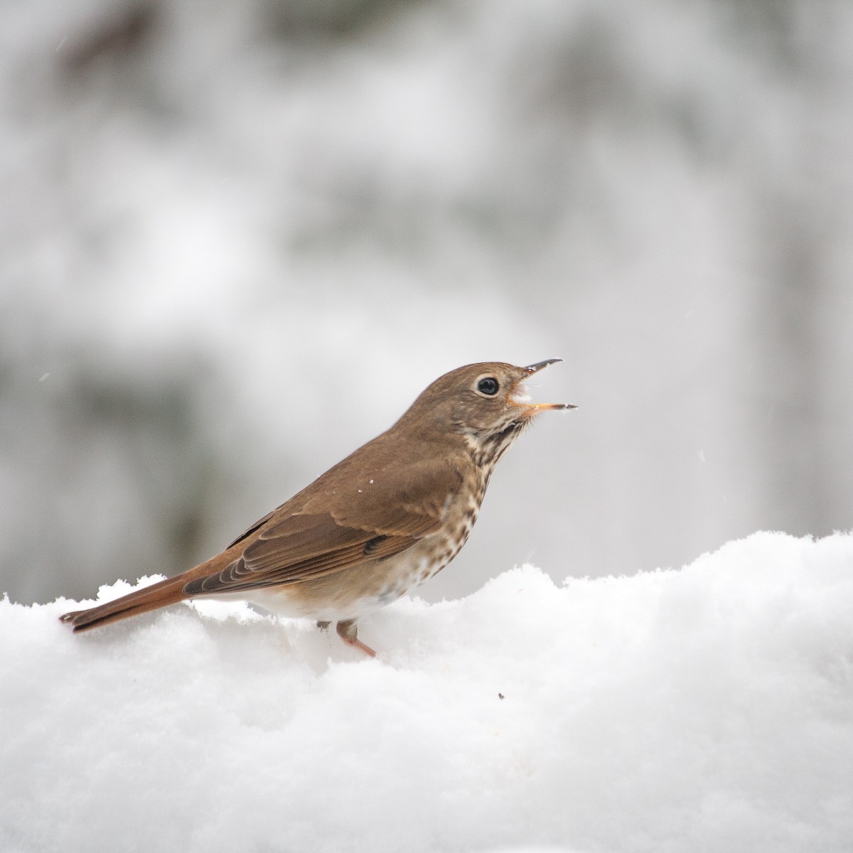 Hermit Thrush - Jeremy Rardin