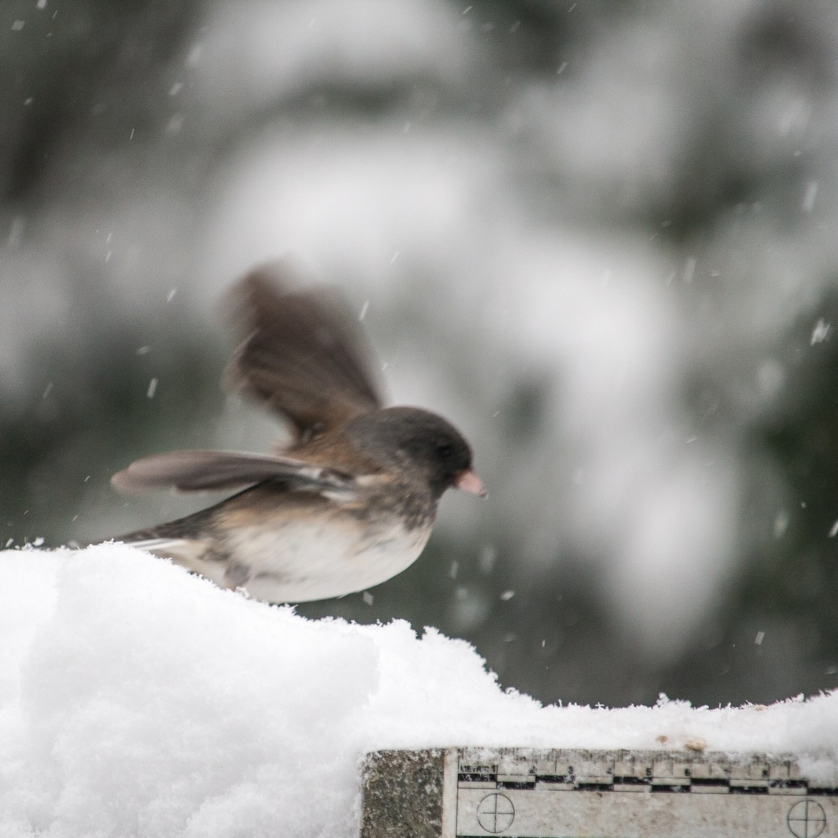 Dark-eyed Junco (Slate-colored) - ML210973401