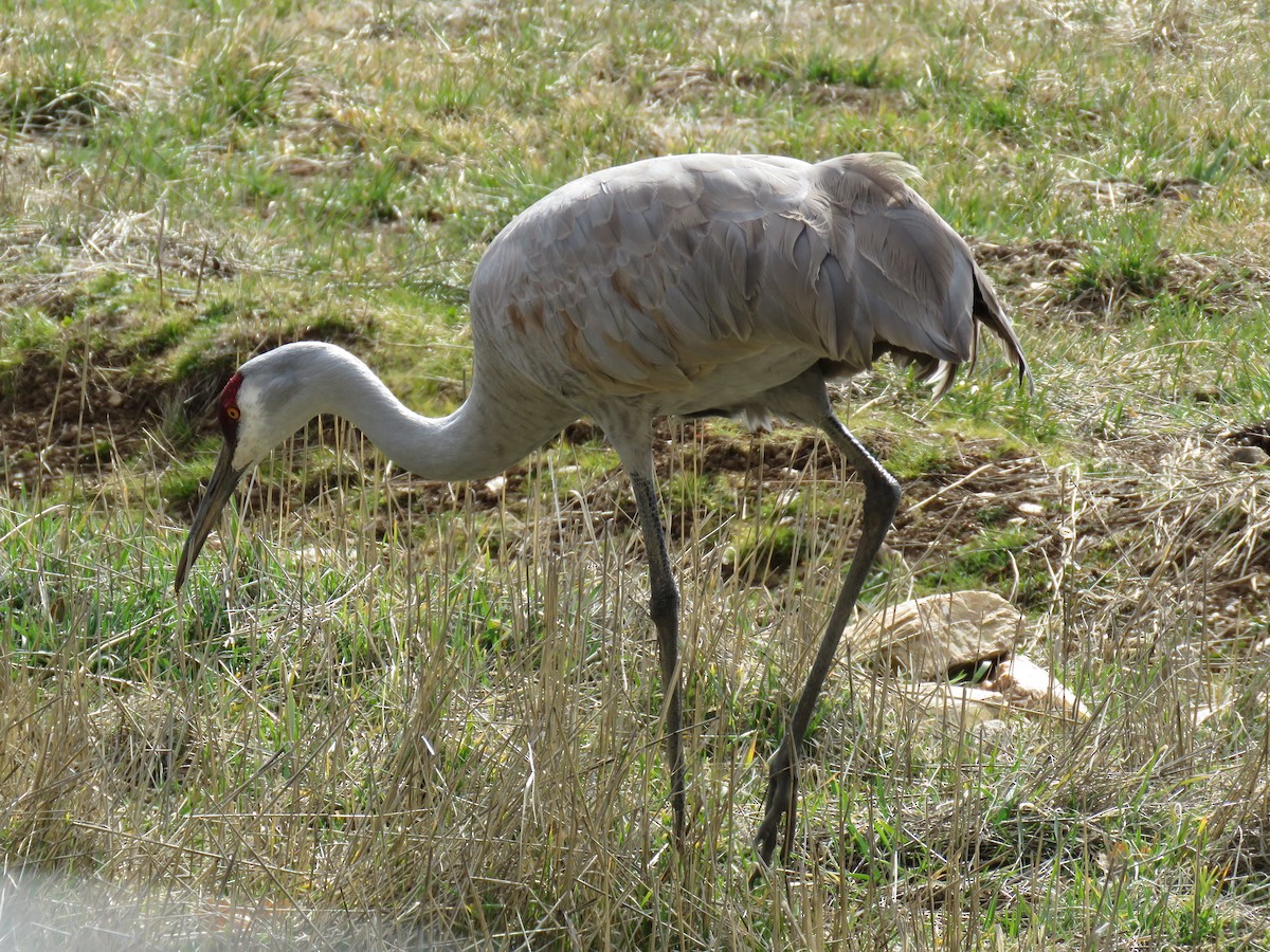 Sandhill Crane (tabida/rowani) - Colin Dillingham