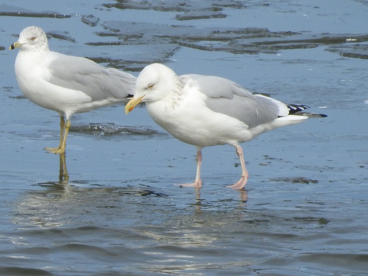 Herring Gull - Thomas Jones