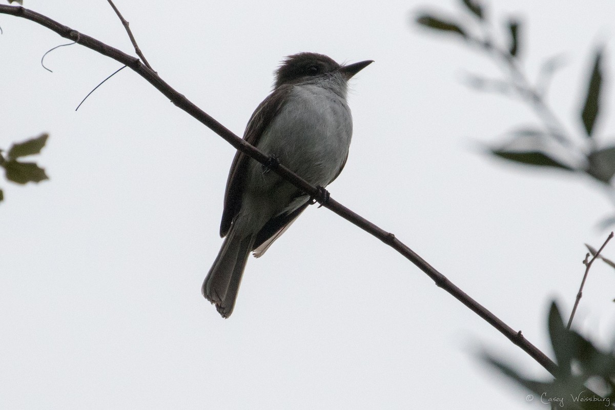 La Sagra's Flycatcher - ML210977161